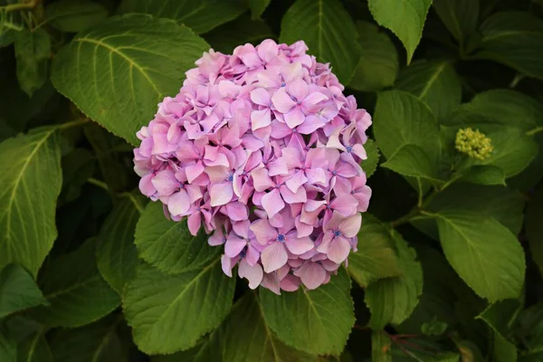 Büyük ve güzel pembe çiçekler bir yaz günü ortanca çalılarında yetişir..