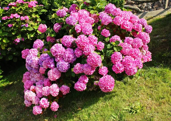 Grandes Belles Fleurs Roses Poussent Sur Les Arbustes Hortensias Jour — Photo