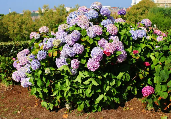 Grandes Belles Fleurs Couleur Bleue Rose Poussent Sur Les Buissons — Photo