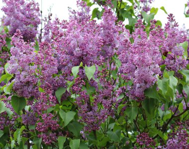 Bulutlu bir mayıs gününde olağanüstü güzel çiçek açan leylak şırıngası..