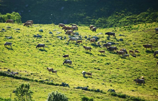 Коровы Пасутся Альпийских Лугах Высокогорной Андорре Середине Лета — стоковое фото