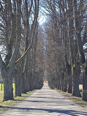 İlkbaharın başlarında kırsalda uzun ağaçlar arasında dar bir yol var..