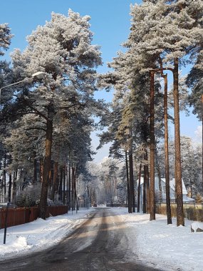 Açık güneşli bir günde, karlı kış ormanlarında orman yolu.