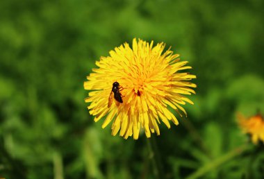 Parlak sarı Taraxacum çiçekleri baharda bir çayırda, güneşli bir günde.