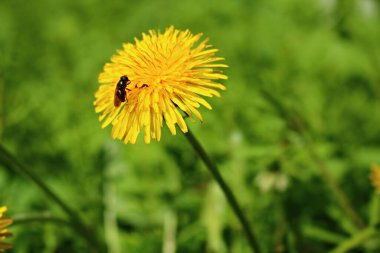 Parlak sarı Taraxacum çiçekleri baharda bir çayırda, güneşli bir günde.