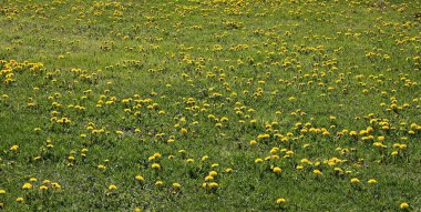 Parlak sarı Taraxacum çiçekleri baharda bir çayırda, güneşli bir günde.
