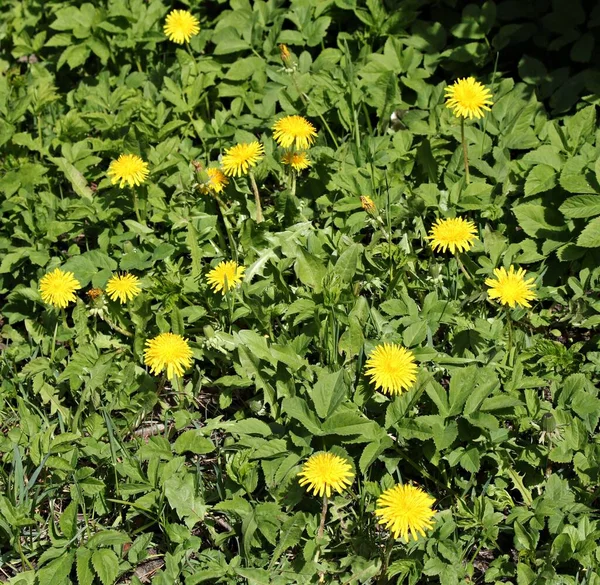 Flores Taraxacum Amarelas Brilhantes Florescendo Prado Uma Primavera Dia Ensolarado — Fotografia de Stock