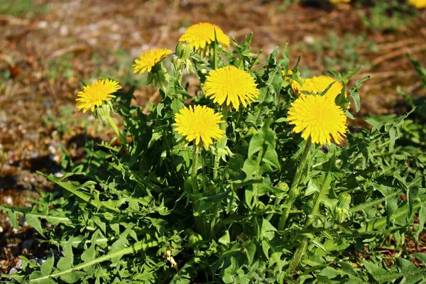 Blühende Leuchtend Gelbe Taraxacum Blüten Auf Einer Wiese Einem Sonnigen — Stockfoto