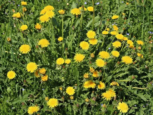 春天里 灿烂的黄花在草地上绽放 阳光灿烂 — 图库照片