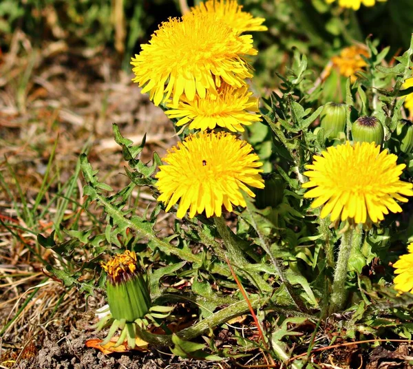 春天里 灿烂的黄花在草地上绽放 阳光灿烂 — 图库照片