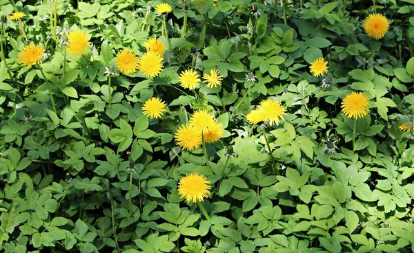 Blühende Leuchtend Gelbe Taraxacum Blüten Auf Einer Wiese Einem Sonnigen — Stockfoto