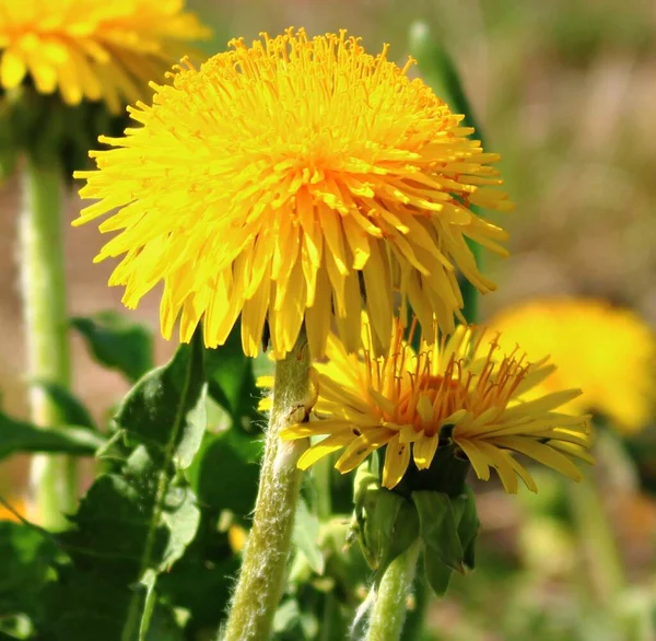 Kvetoucí Jasně Žluté Květy Taraxacum Louce Jaře Slunečný Den — Stock fotografie