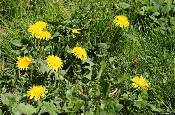 Kwitnące Jasnożółte Kwiaty Taraxacum Łące Wiosną Słoneczny Dzień — Zdjęcie stockowe