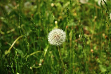 Baharda yeşil bir tarlada çiçek açtıktan sonra beyaz narin karahindiba çiçeği başı.