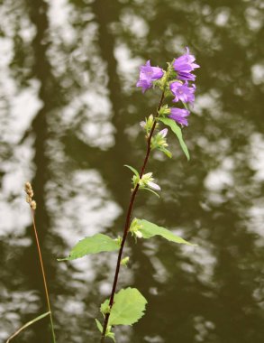 Mavi renk narin çan çiçekleri vahşi ormanda turistleri keyiflendirir..