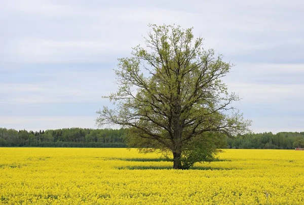 Árbol Con Ramas Anchas Centro Gran Campo Del Pueblo —  Fotos de Stock