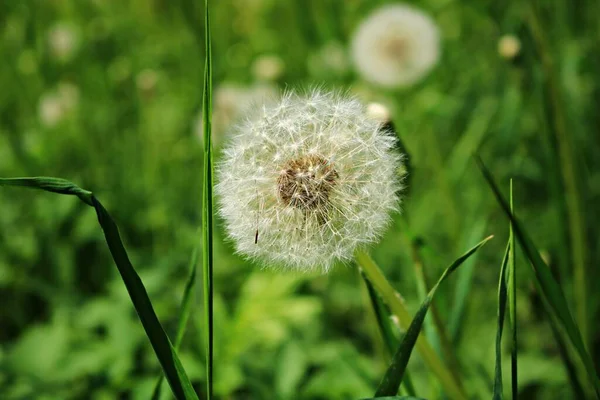 Bílá Jemná Pampeliška Květinová Hlava Rozkvětu Zeleném Poli Jaře — Stock fotografie