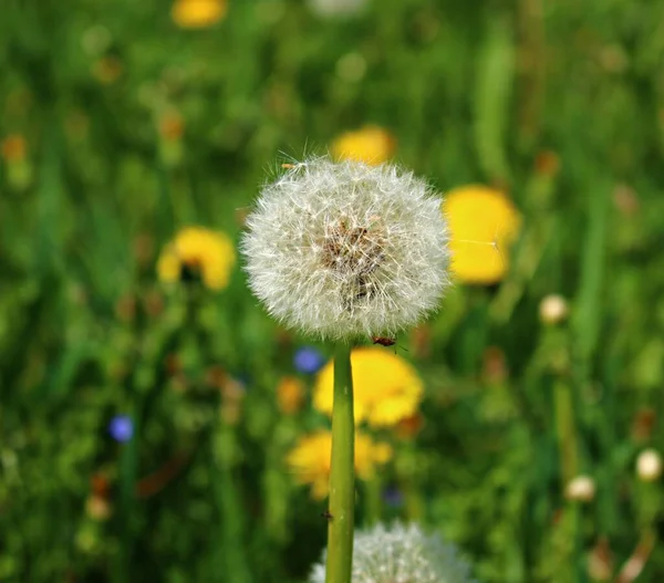 Bílá Jemná Pampeliška Květinová Hlava Rozkvětu Zeleném Poli Jaře — Stock fotografie