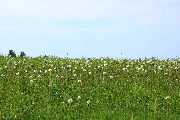 Vit Delikat Maskros Blomma Huvud Efter Blomning Ett Grönt Fält — Stockfoto