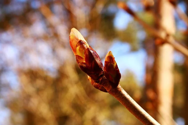 Güneşli Bir Günde Ilkbaharın Başlarında Kestane Ağacının Genç Dallarında Ilk — Stok fotoğraf