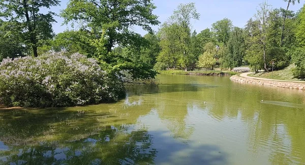 Pequenas Lagoas Com Margens Cobertas Com Grama Jovem Primavera Verde — Fotografia de Stock
