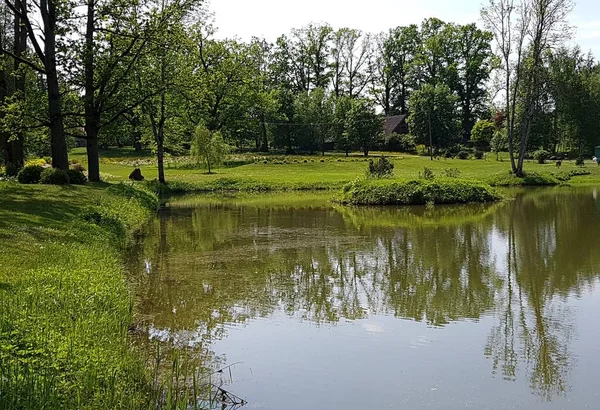 Small Ponds Shores Overgrown Young Green Spring Grass — Stock Photo, Image