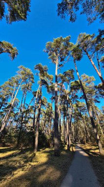 İlkbaharın başlarında, mavi gökyüzüne karşı ormandaki uzun çam ağaçları..