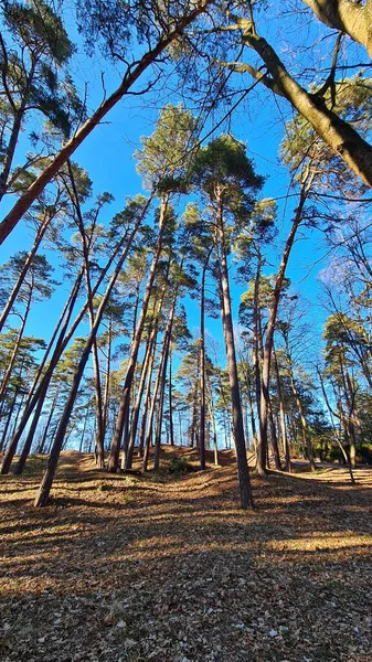 İlkbaharın başlarında, mavi gökyüzüne karşı ormandaki uzun çam ağaçları..