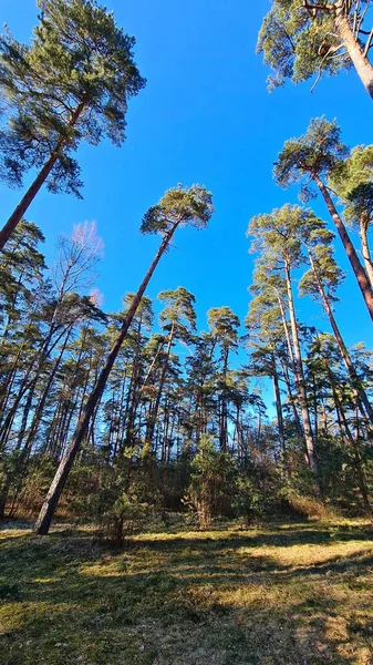 İlkbaharın başlarında, mavi gökyüzüne karşı ormandaki uzun çam ağaçları..