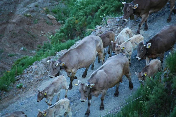 Herd Gray Cows Follows Narrow Mountain Road Pasture — стоковое фото