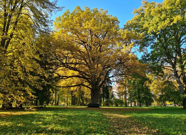 Hermoso Paisaje Hojas Oro Amarillo Los Árboles Los Días Otoño —  Fotos de Stock