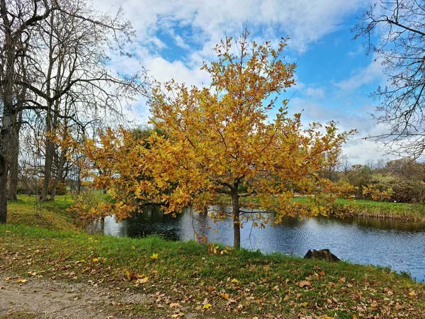 Gyönyörű táj sárga-arany levelek a fák őszi napokon — Stock Fotó