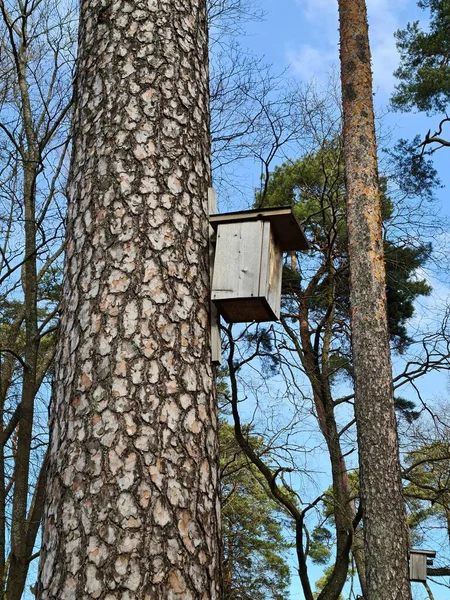 Domek dla ptaków jest przymocowany do wysokiego pnia sosny w parku miejskim — Zdjęcie stockowe