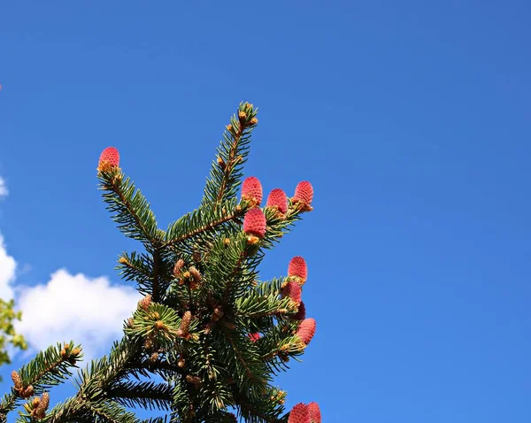 Prachtige Ongewone Scheuten Toppen Van Dennentakken Zonnige Lentedagen — Stockfoto