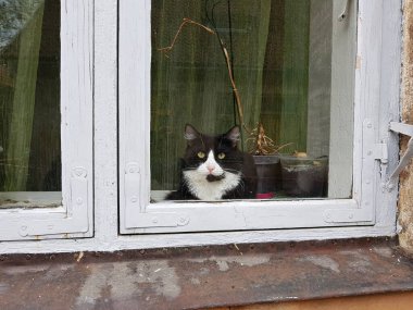 Kedi köydeki bir evin pencere eşiğinde oturur ve pencereden sokağa bakar..