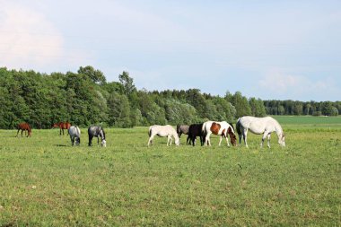Sıcak ve güneşli bir günde yeşil bir çayırda evcil atlar otlar..