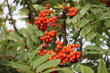 Güneşli bir sonbahar gününde Sorbus Aucuparia 'nın dallarında kırmızı meyveler.