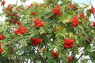 Güneşli bir sonbahar gününde Sorbus Aucuparia 'nın dallarında kırmızı meyveler.