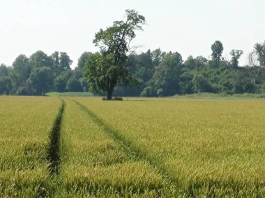 Yazın yeşil buğday tarlasında geçen araçlardan iki yol.