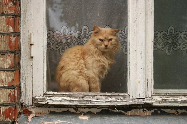 Cat Sits Windowsill Village House Looks Out Window Street — Stock Photo, Image