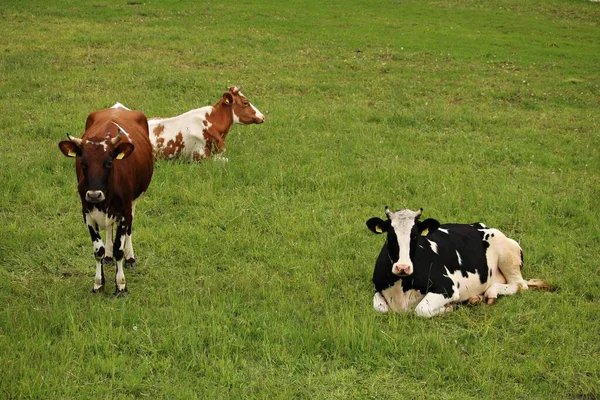 Domestic Cows Resting Green Meadow Warm Sunny Day — Stock Photo, Image