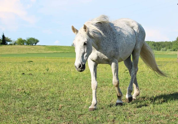Domestic Horses Graze Green Meadow Warm Sunny Day — Stock fotografie