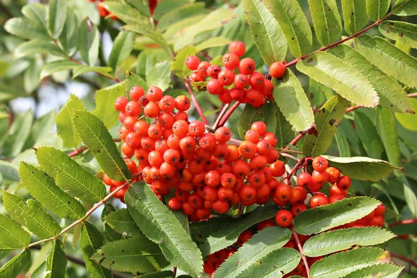 Güneşli bir sonbahar gününde Sorbus Aucuparia 'nın dallarında kırmızı meyveler.