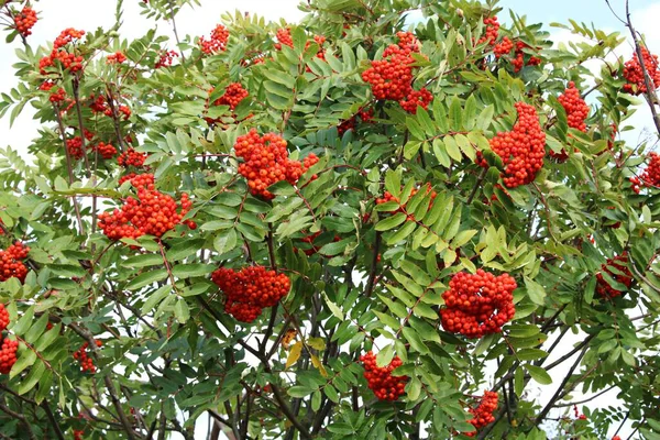 Güneşli bir sonbahar gününde Sorbus Aucuparia 'nın dallarında kırmızı meyveler.