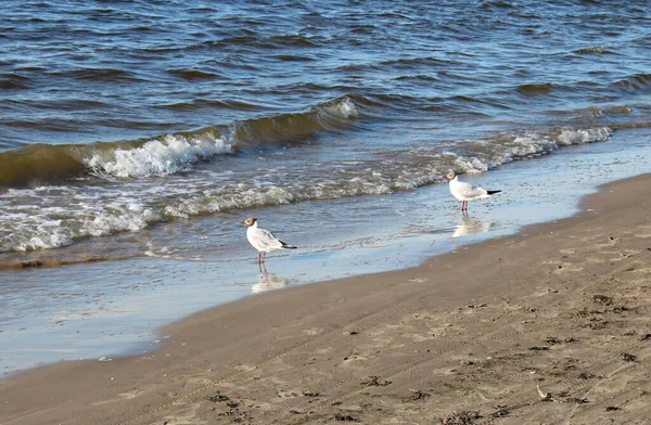 Pair of sea gulls on the sandy shore of the Gulf of Riga — 스톡 사진
