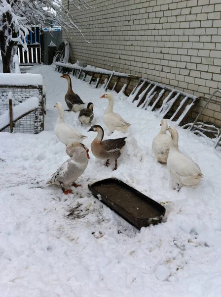 Liten flock tamgäss på vit snö på landsbygden — Stockfoto