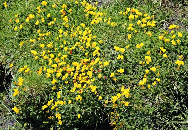 Güzel Sarı Çiçekler Eranthis Hyemalis Pireneler Yamaçlarında Yetişir — Stok fotoğraf