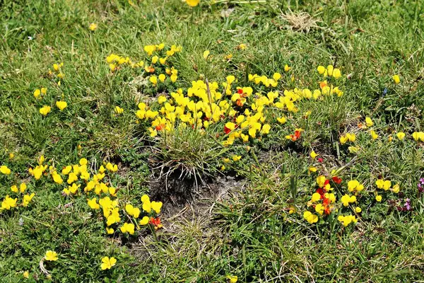 Beautiful Yellow Flowers Eranthis Hyemalis Grow Slopes Pyrenees — 스톡 사진