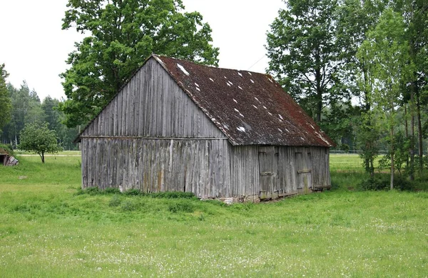 Mayıs 2019 'da Letonya ormanındaki yeşil bir çayırda terk edilmiş ve işe yaramaz eski bir ahşap kulübe..