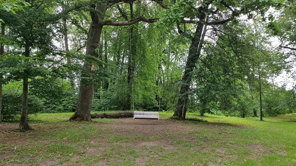 Big White Swing Fixed Tall Tree Branch Park — Zdjęcie stockowe